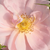 Pink - Bed and borders rose - grandiflora - floribunda - Chewgentpeach